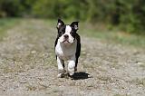 BOSTON TERRIER 203